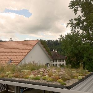 Gebaeudebegruenung_GartenKultur_Daniel_Ruprecht_AG_Dachterasse_04.jpg
